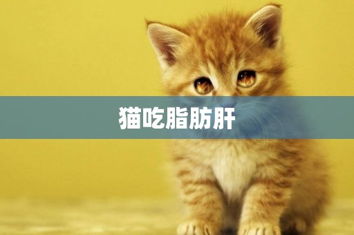 猫吃脂肪肝